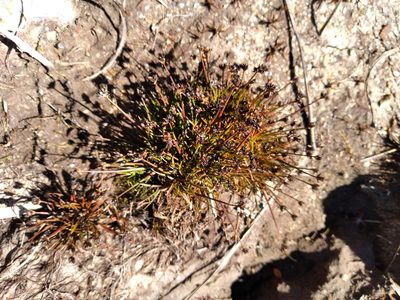 Juncus antarcticus, photographed by Leon Perrie