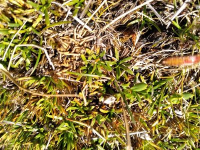 Abrotanella caespitosa, photographed by Leon Perrie