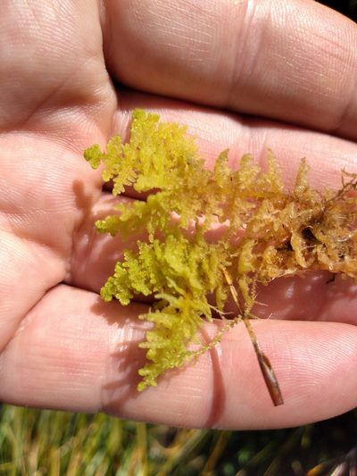 Lepidogyna hodgsoniae, photographed by Leon Perrie