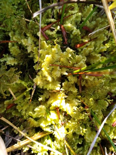 Lepidogyna hodgsoniae, photographed by Leon Perrie