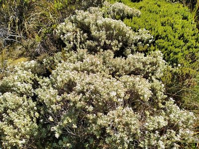 Olearia moschata, photographed by Leon Perrie