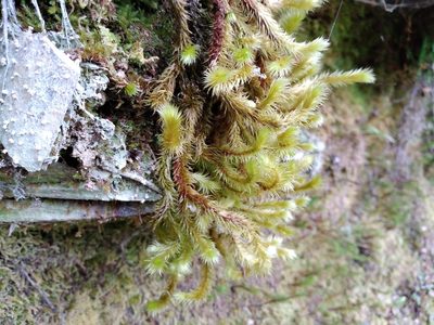 Breutelia elongata, photographed by Leon Perrie