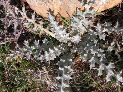 Onopordum illyricum, photographed by Bastien Alegot