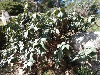 Cistus laurifolius, photographed by Cristina Villaverde