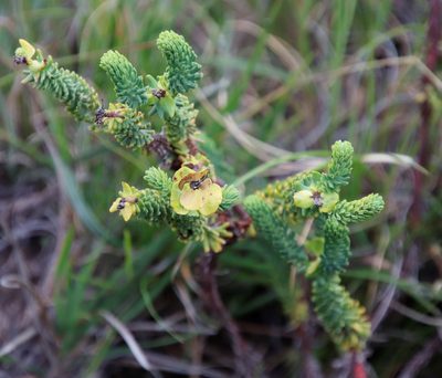 Euphorbia genistoides, photographed by Tony Rebelo