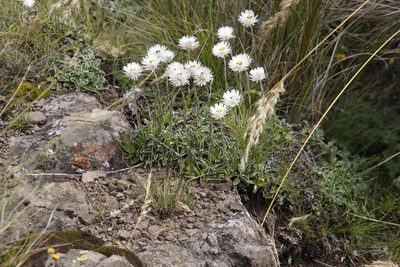 Helichrysum marginatum, photographed by Tony Rebelo