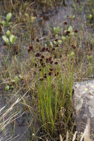 Juncus dregeanus, photographed by Tony Rebelo