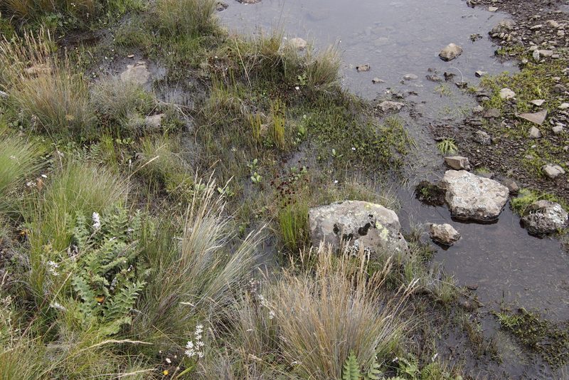 Juncus dregeanus, photographed by Tony Rebelo
