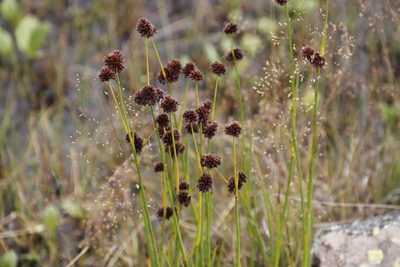 Juncus dregeanus, photographed by Tony Rebelo