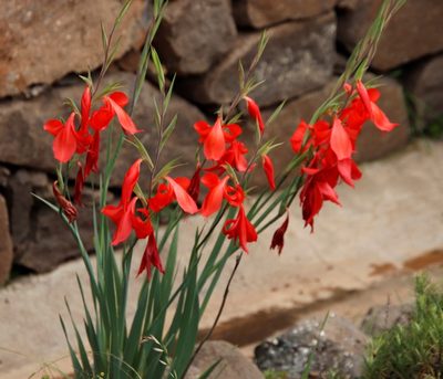 Gladiolus saundersii, photographed by Tony Rebelo