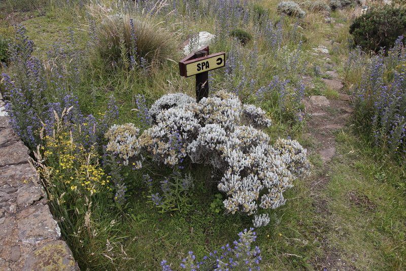 Helichrysum trilineatum, photographed by Tony Rebelo