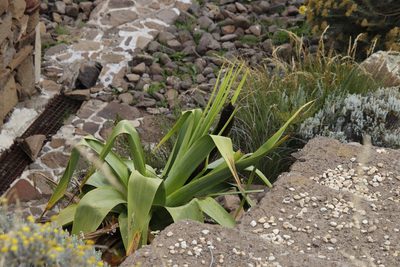Kniphofia northiae, photographed by Tony Rebelo