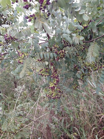 Dalbergia miscolobium, photographed by Leonardo Bergamini