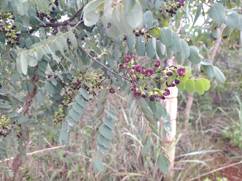 Dalbergia miscolobium, photographed by Leonardo Bergamini