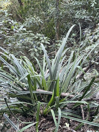 Pandanus austrosinensis, photographed by Yj