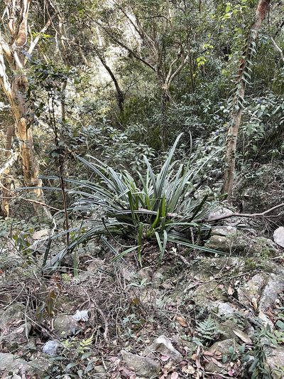 Pandanus austrosinensis, photographed by Yj