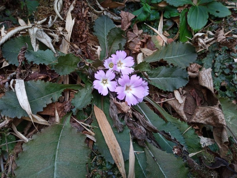 Primula scapigera, photographed by Anirban Datta-Roy