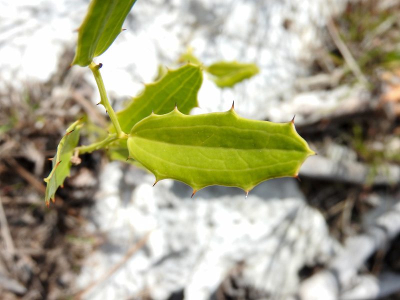 Smilax havanensis, photographed by Tom Field