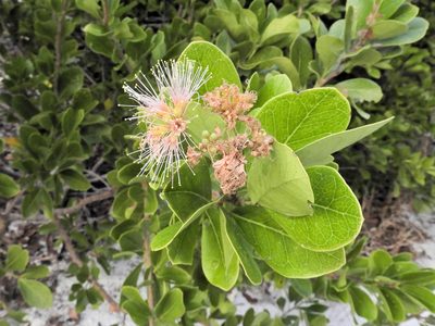 Pithecellobium keyense, photographed by Tom Field