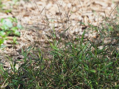Digitaria radicosa, photographed by 葉子