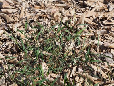 Digitaria radicosa, photographed by 葉子