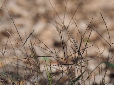 Digitaria radicosa, photographed by 葉子