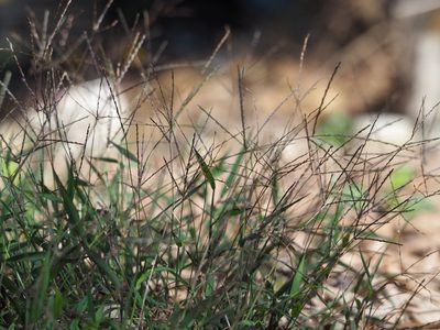 Digitaria radicosa, photographed by 葉子