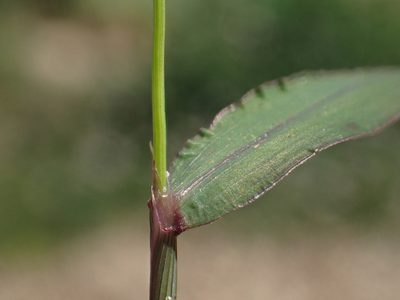Digitaria radicosa, photographed by 葉子