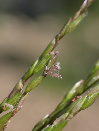 Digitaria radicosa, photographed by 葉子