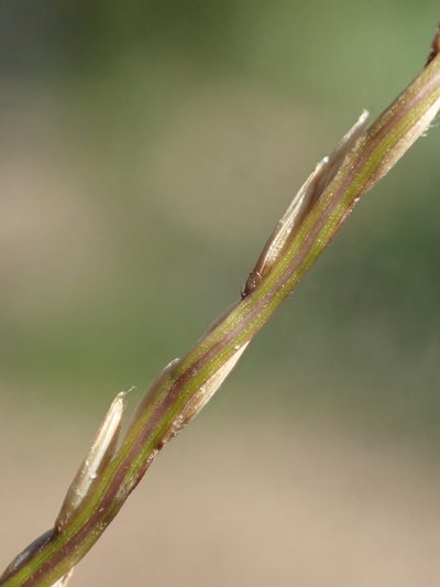 Digitaria radicosa, photographed by 葉子