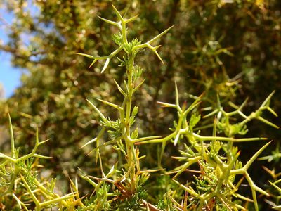Adesmia pinifolia, photographed by Guillermo Debandi