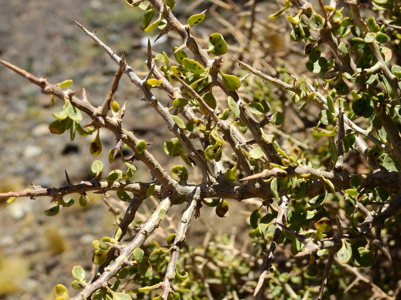 Schinus marchandii, photographed by Guillermo Debandi