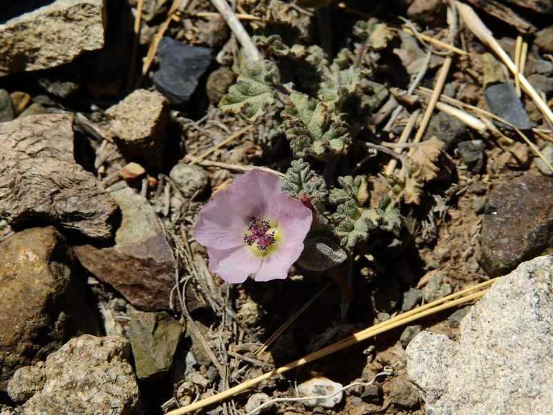 Sphaeralcea philippiana, photographed by Guillermo Debandi