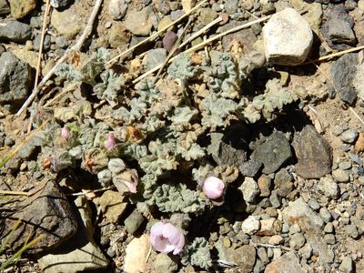 Sphaeralcea philippiana, photographed by Guillermo Debandi