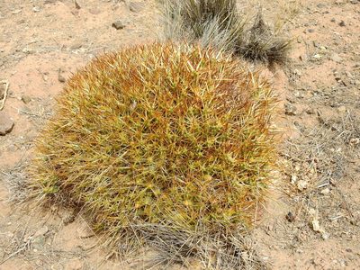 Maihueniopsis glomerata, photographed by Guillermo Debandi