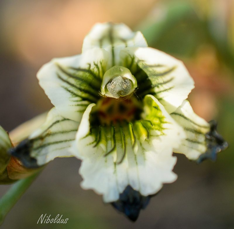 Chloraea bletioides, photographed by Nicolás Villaseca Merino
