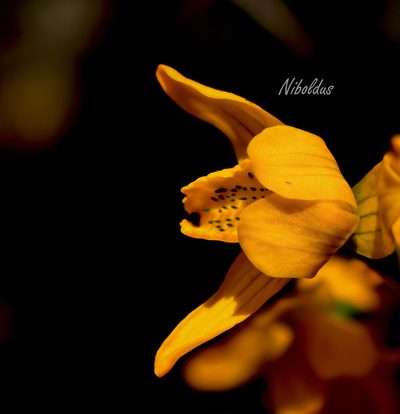 Chloraea chrysantha, photographed by Nicolás Villaseca Merino
