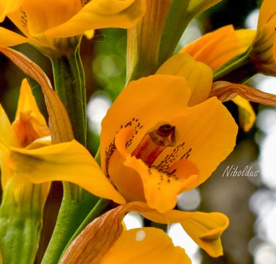 Chloraea gavilu, photographed by Nicolás Villaseca Merino