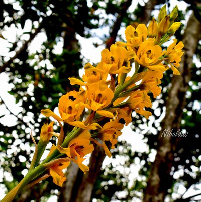 Chloraea gavilu, photographed by Nicolás Villaseca Merino
