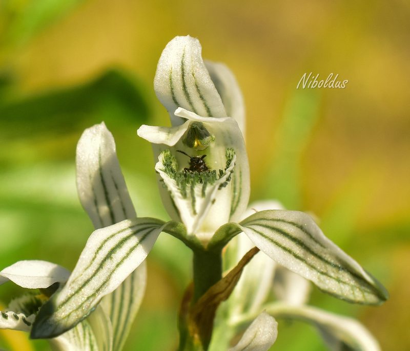 Chloraea multiflora, photographed by Nicolás Villaseca Merino