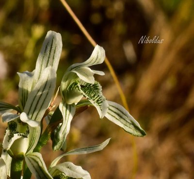 Chloraea multiflora, photographed by Nicolás Villaseca Merino