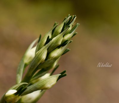 Gavilea longibracteata, photographed by Nicolás Villaseca Merino