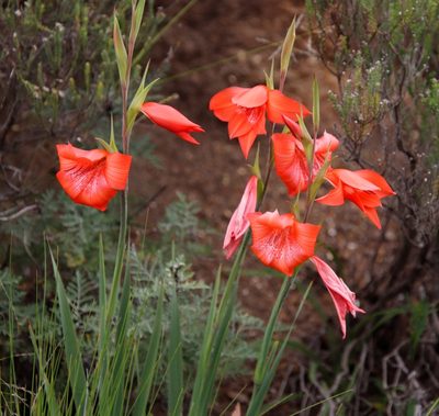 Gladiolus saundersii, photographed by Tony Rebelo