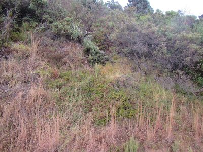 Polygonum undulatum, photographed by douglaseustonbrown