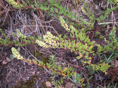 Polygonum undulatum, photographed by douglaseustonbrown
