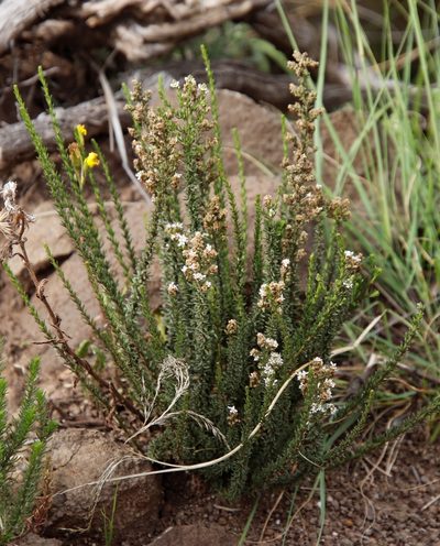 Selago multispicata, photographed by Tony Rebelo