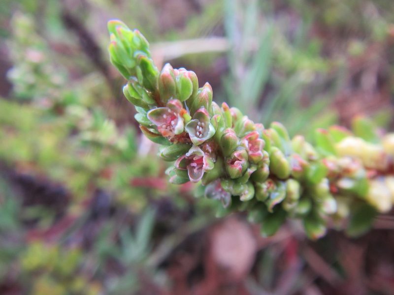 Polygonum undulatum, photographed by douglaseustonbrown