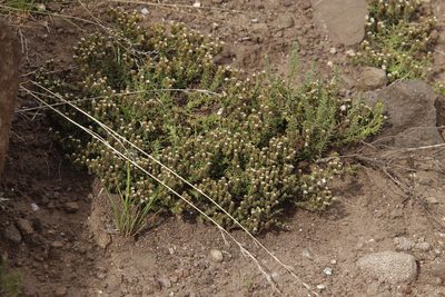 Selago multispicata, photographed by Tony Rebelo