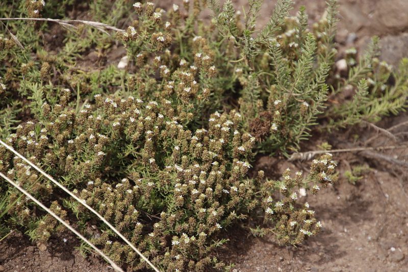 Selago multispicata, photographed by Tony Rebelo