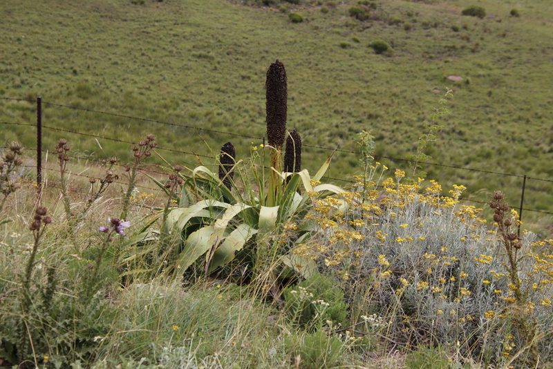 Kniphofia northiae, photographed by Tony Rebelo